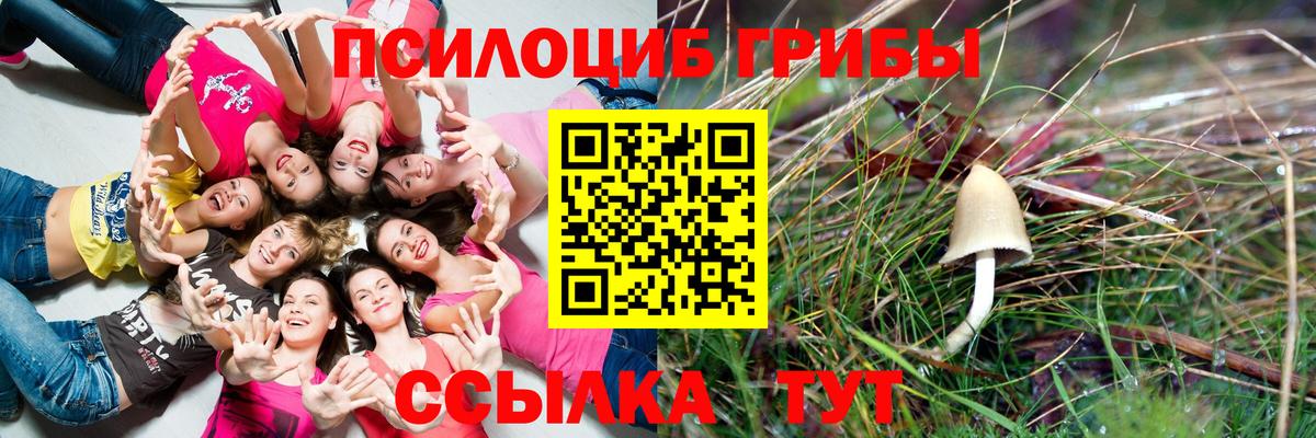 Псилоцибиновые грибы Psilocybine cubensis Брянск
