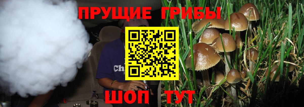 купить наркотик  Галлюциногенные грибы прущие грибы  Вход с VPN  Псилоцибиновые грибы Psilocybe  Брянск 